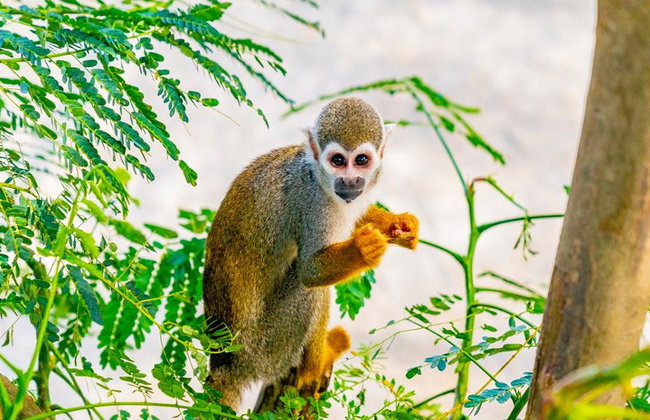 Monkeyland – Visite guidée d'une demi-journée avec transferts - Photo 2